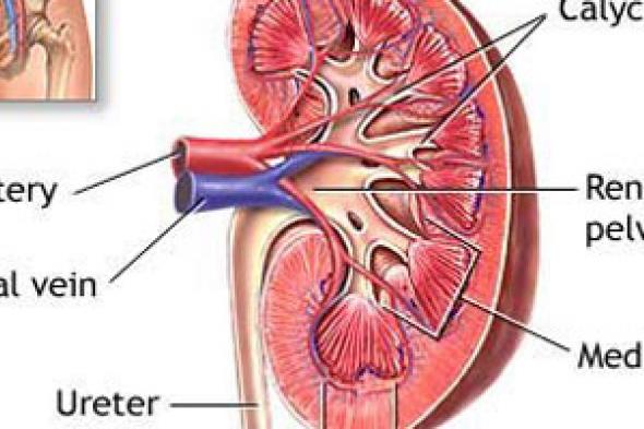 الإسراف فى تناول البروتينات يتسبب فى تليف الكلى
