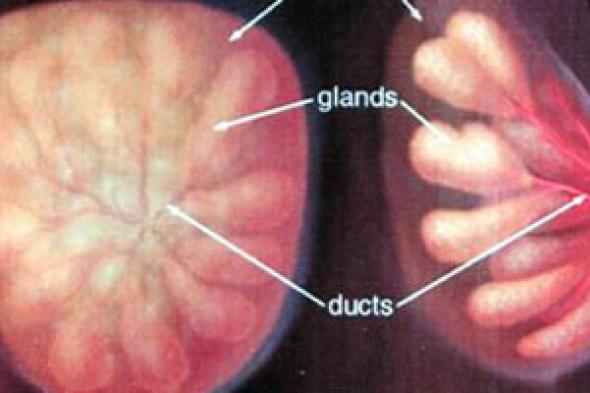 إدارة العقاقير الأمريكية تحذر من اختبار الحلمات لكشف سرطان الثدى