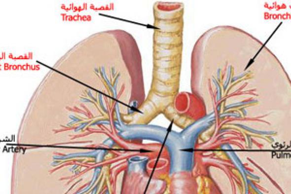 علماء: الفيروس التاجى المسبب لمتلازمة الجهاز التنفسى مرض يصيب الإبل