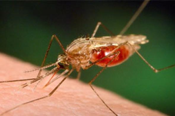 أمل جديد لقطع دورة حياة الحمى الصفراء والملاريا