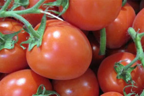 دراسة: اتباع نظام غذائى غنى بالطماطم يقلل خطر الإصابة بسرطان الثدى