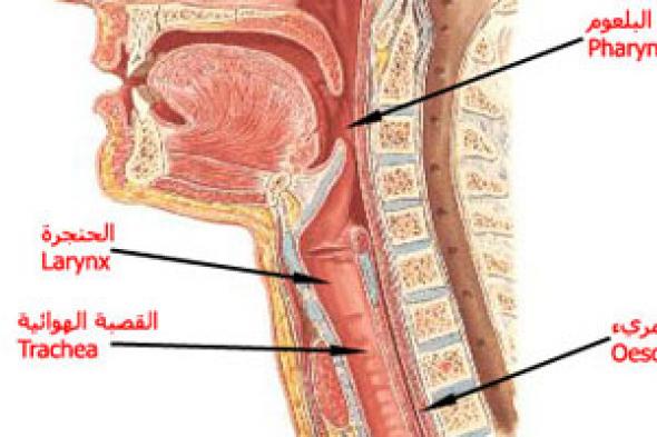 "العزف الحنجرى" لوقاية المطربين من إصابات الأحبال الصوتية