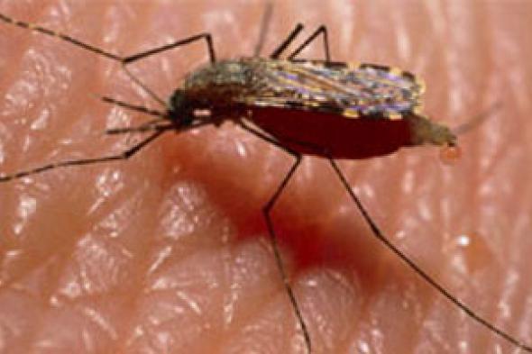 لقاح مختلط جديد لعدد كبير من سلالات الملاريا