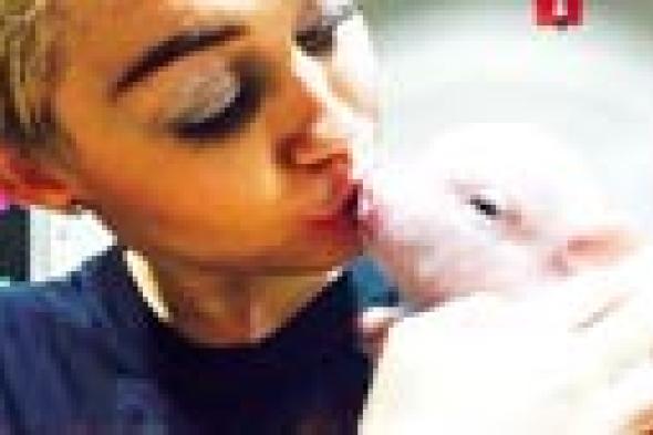 بالصور: مايلي سيارس تضم خنزيرا إلى عائلتها