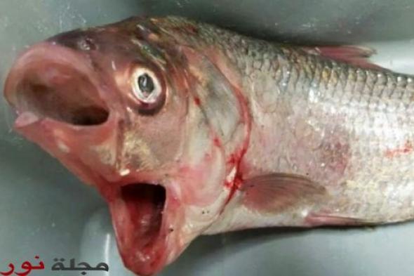 أغرب سمكة دينيس في العالم بفمّين