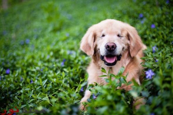 كلب أعمى يستخدم في علاج العاجزين و المختلين عقلياً