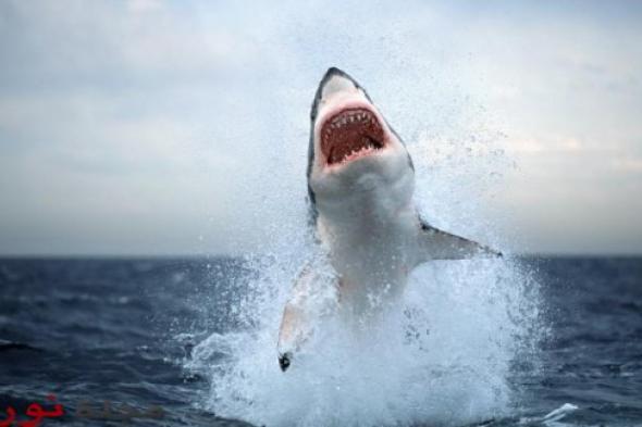 ممارسات خاطئة تتسبّب بظهور أسماك القرش في شواطئ مصر‎