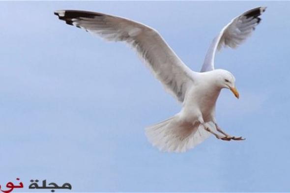 خبراء بريطانيون يحذرون من خطورة طيور النورس