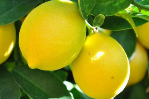 الإكثار من تناول الليمون يمنع السرطان
