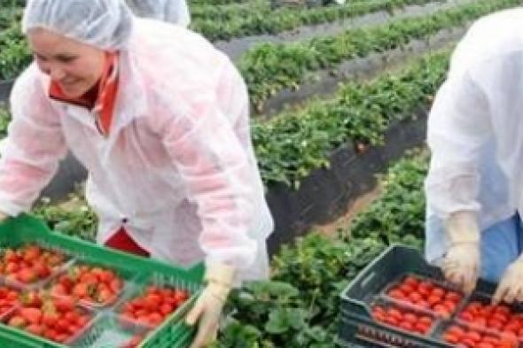 إسبانيا تستقدم عاملات مغربيات لجني الفراولة