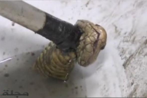 بالفيديو.. ثعبان كوبرا يختبئ في مرحاض للرجال