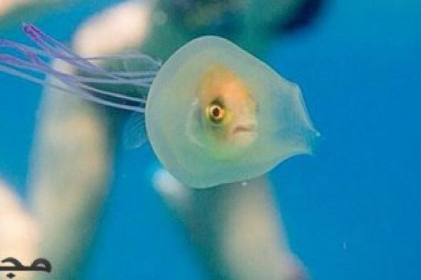 سمكة غريبة تسبح داخل قنديل بحر