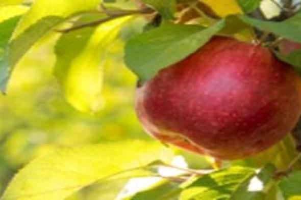 ما بين تفاحة آدم ونيوتن.. لماذا لا نرفع رؤوسنا إلى الأعلى إلا لنقتطف تفاحة محرمة؟