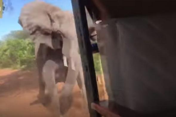 بالفيديو: فيل يهاجم سيارة سياح.. ويكسر نابه!