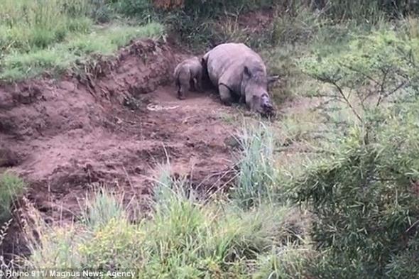 بالفيديو.. صغير وحيد القرن يحاول الرضاعة من والدته المقتولة!