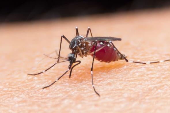 تقنية أكثر كفاءة لعلاج الملاريا.. ما الجديد؟