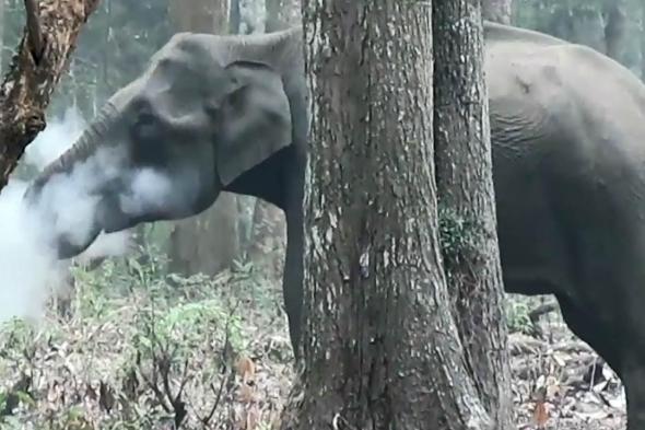بالفيديو: ظاهرة حيرت العلماء.. هل رأيت في حياتك فيلاً يدخن؟