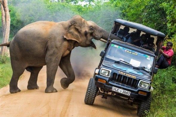 بالصور: في سريلانكا.. هاجمهم الفيل بحثاً عن الطعام!