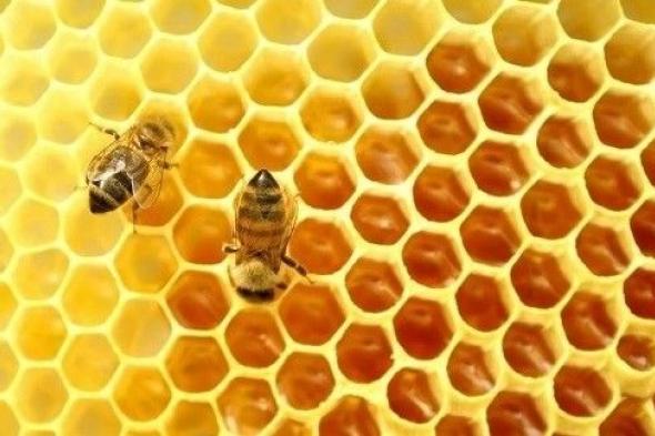 سرّ "صمغ النحل".. تحارب البثور وتعالج الحروق