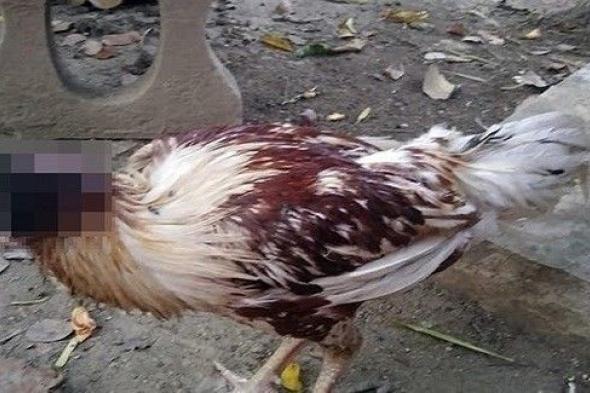 دجاجة تتحدى الموت 7 أيام رغم فقدانها لرأسها