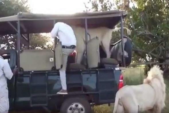 بالفيديو.. أسد "ودود" يقفز إلى سيارة سياح