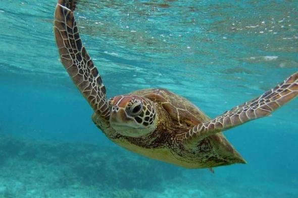 علماء يكشفون "حقائق مذهلة" عن السلاحف البحرية
