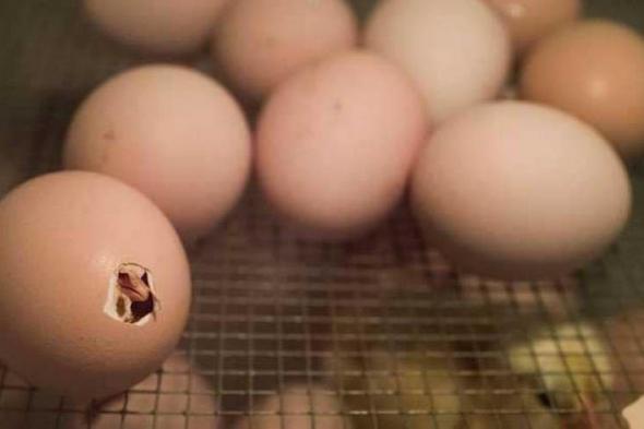 كيف تكسر الصِّيصان قشرة البيض الصلبة؟