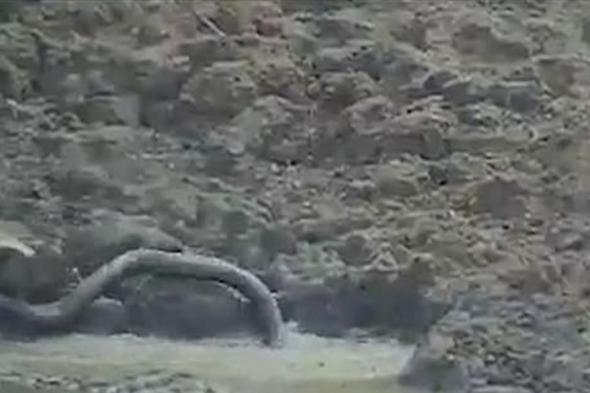 مشهدٌ مرعب.. ثعبانٌ ضخم يفترسُ غزالاً على طريقة التّماسيح! (فيديو) 
#lebanon24
  via @Lebanon24
