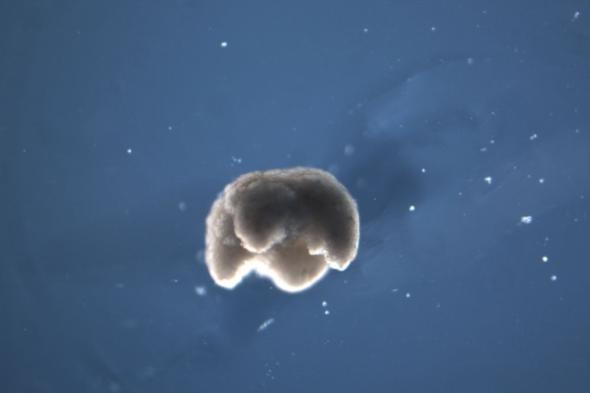 تعرف على Xenobots .. أول روبوتات حية قابلة للبرمجة