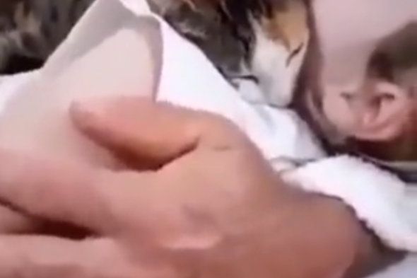 فيديو مؤثر أشعل مواقع التواصل.. قطة تودّع طفلا فلسطينيا بعد استشهاده في غزة ما حقيقته؟