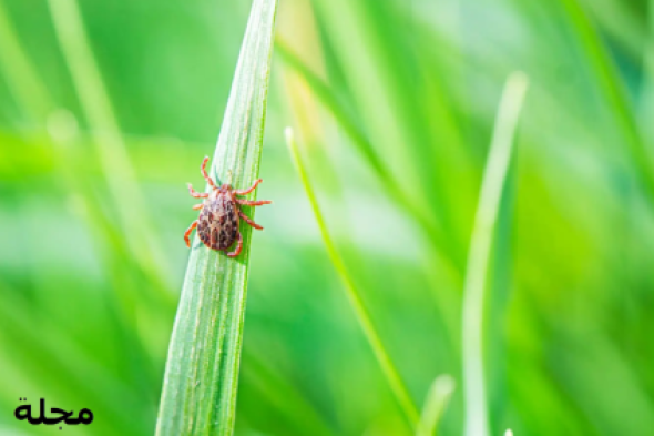 أعراض تشبه الإنفلونزا قد تنذر بعدوى قاتلة من لدغة القراد